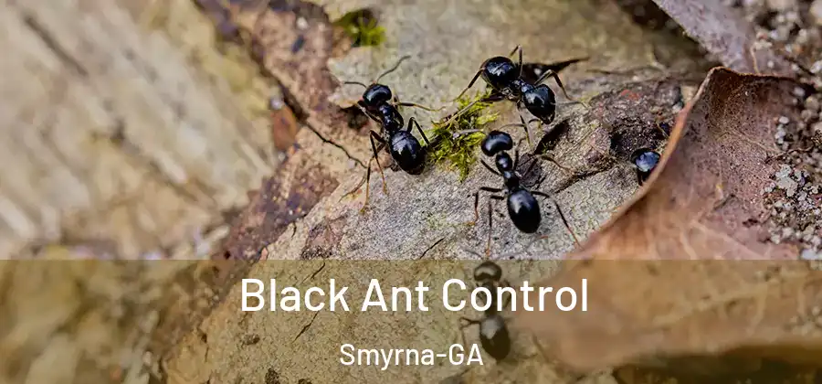 Black Ant Control Smyrna-GA