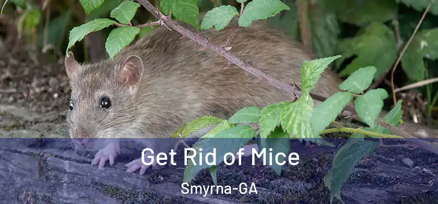 Get Rid of Mice Smyrna-GA