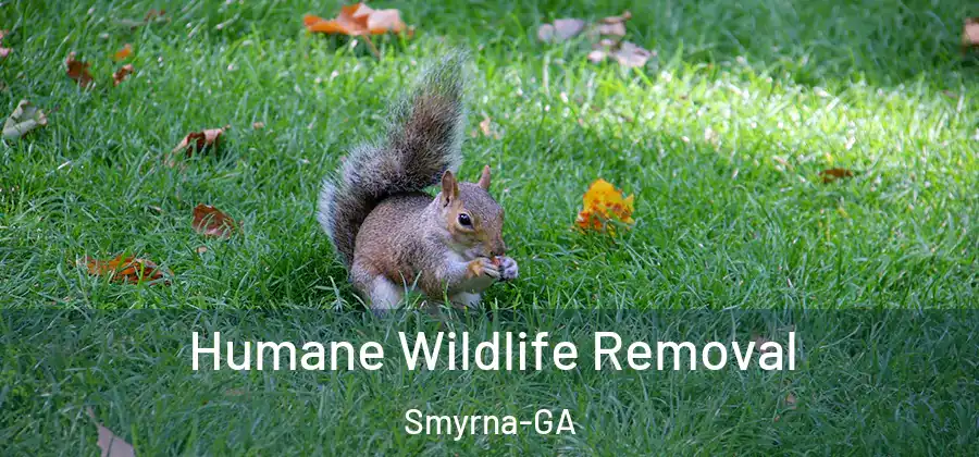 Humane Wildlife Removal Smyrna-GA