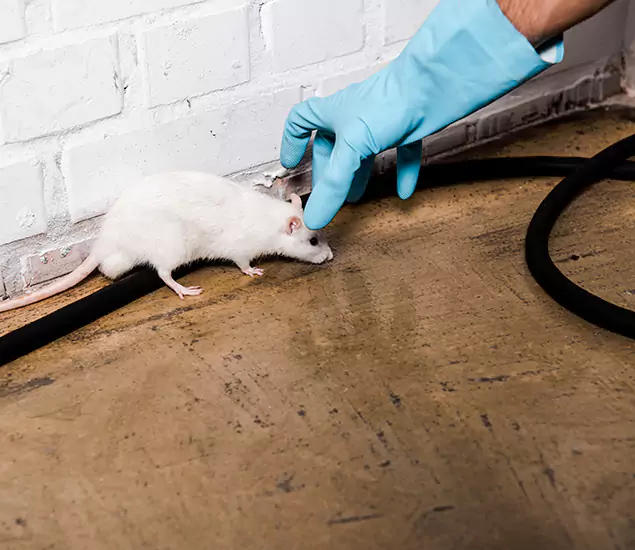 About Rodent Control Experts in Smyrna, GA