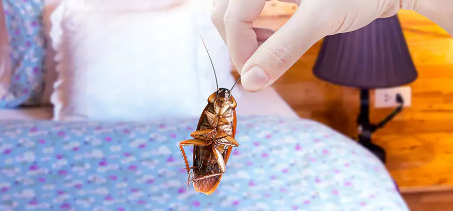 Fast Roach Elimination in Smyrna