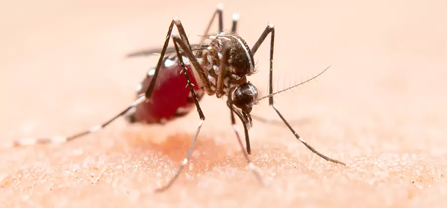 Pond Mosquito Control and Water Treatment in Smyrna