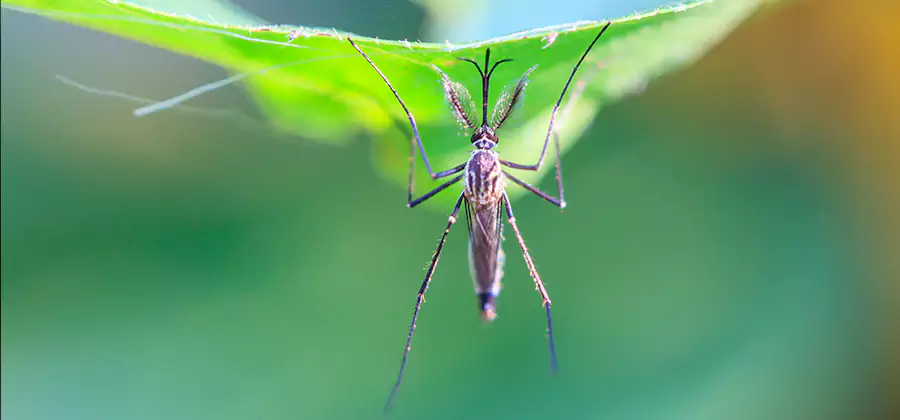 Home Defense Insect Killer in Smyrna