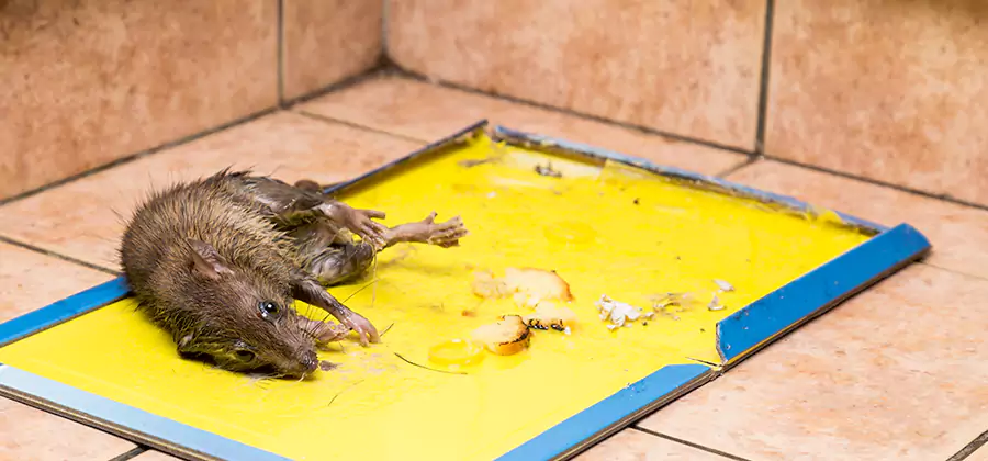Rat Trapping Service In Smyrna