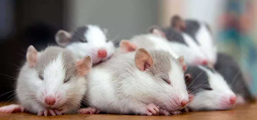 Rat Infestation Exclusion Service in Smyrna