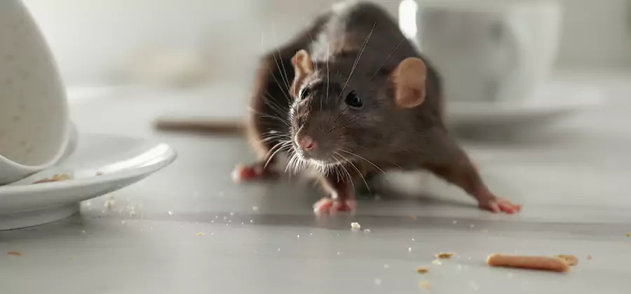 Attic Rat Exclusion Service in Smyrna