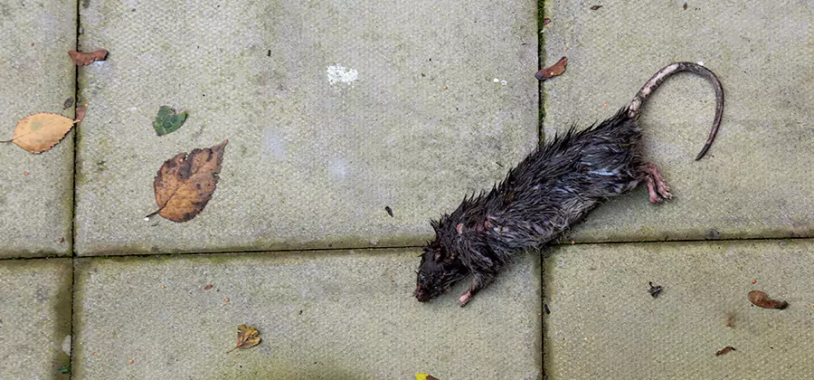 Rodent inspection service in Smyrna