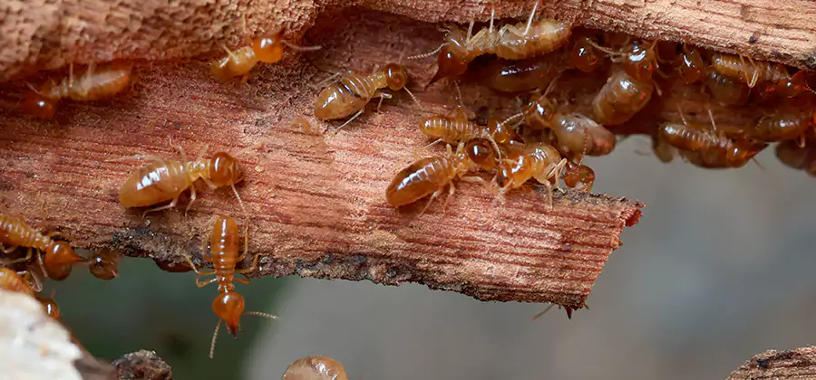 Wood Preservation Termite Treatment in Smyrna