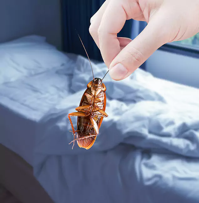 Why Choose Smyrna Pest Control Pro for Bed Bug Extermination in Smyrna, GA?