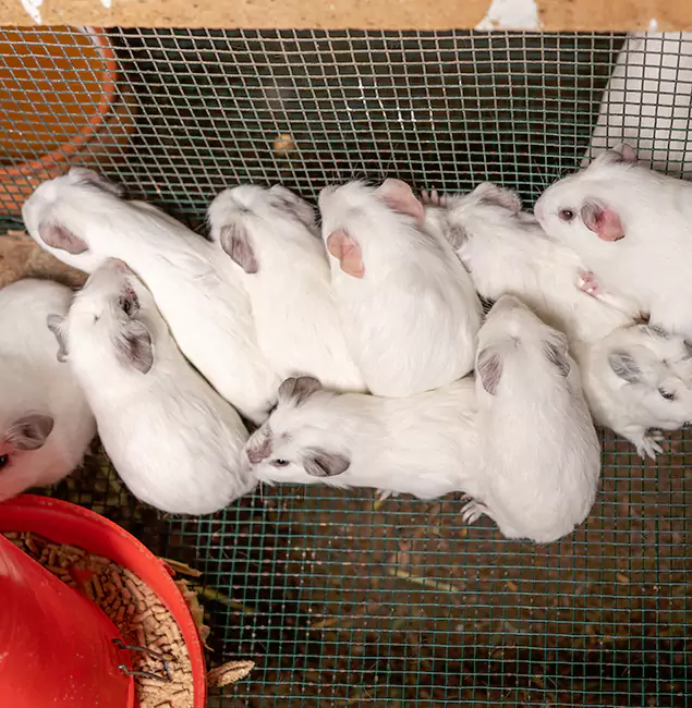 Why Choose Smyrna Pest Control Pro for Rat Infestation in Smyrna, GA?