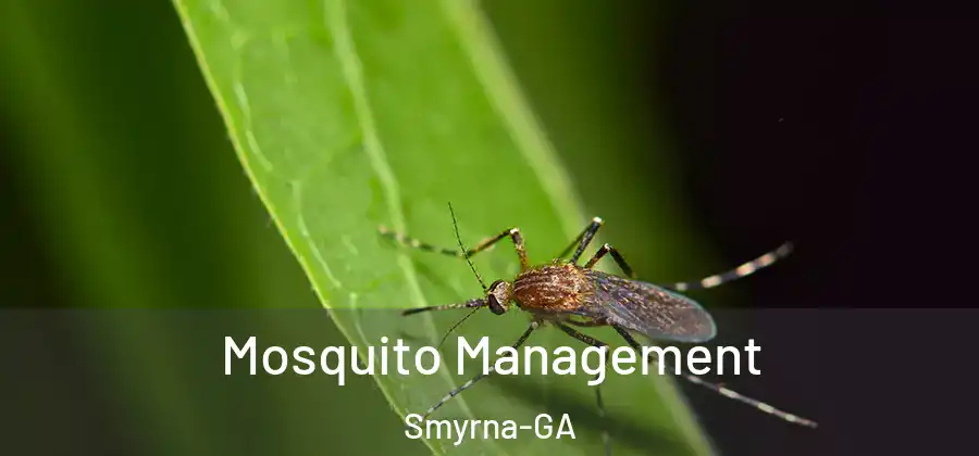 Mosquito Management Smyrna-GA