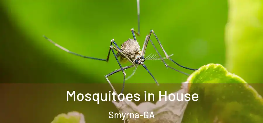  Mosquitoes in House Smyrna-GA