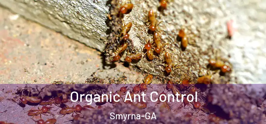  Organic Ant Control Smyrna-GA