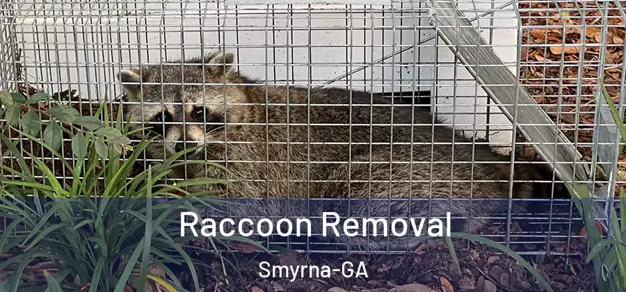 Raccoon Removal Smyrna-GA