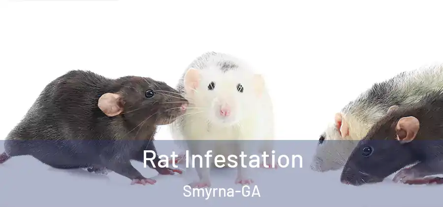 Rat Infestation Smyrna-GA
