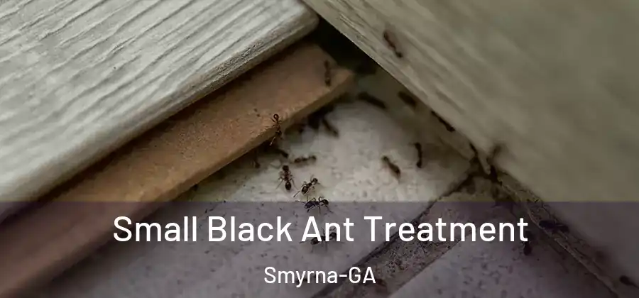 Small Black Ant Treatment Smyrna-GA