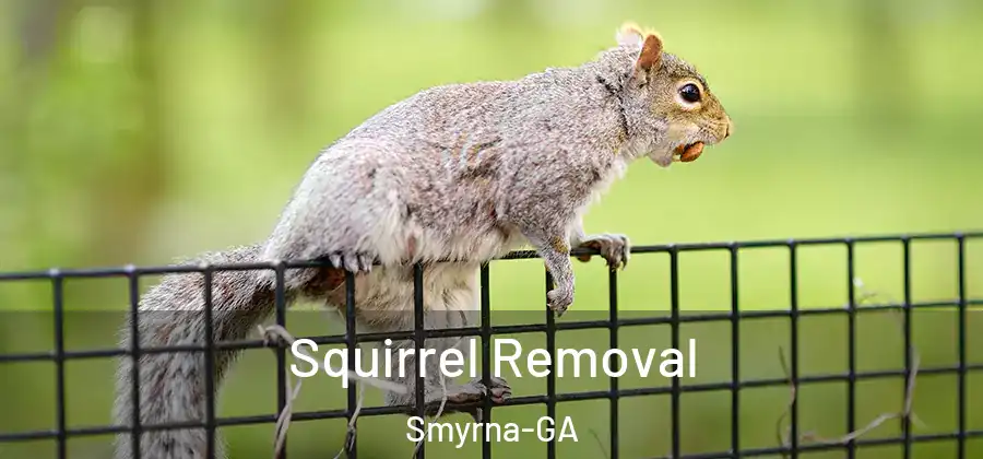  Squirrel Removal Smyrna-GA