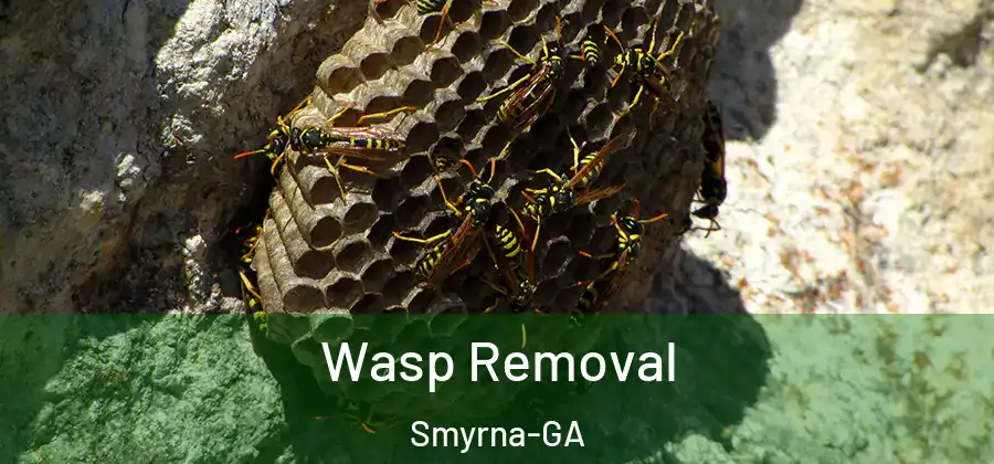  Wasp Removal Smyrna-GA